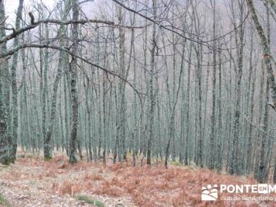 El Valle del Ambroz y la Judería de Hervás - Hervás PR-CC 36 La Chorrera;arbol el tejo 